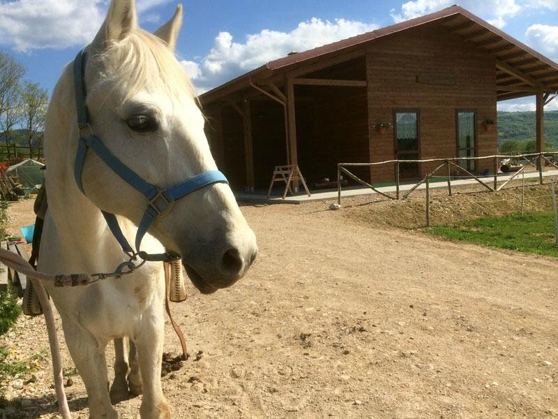 Margarete Horse Ranch景点图片