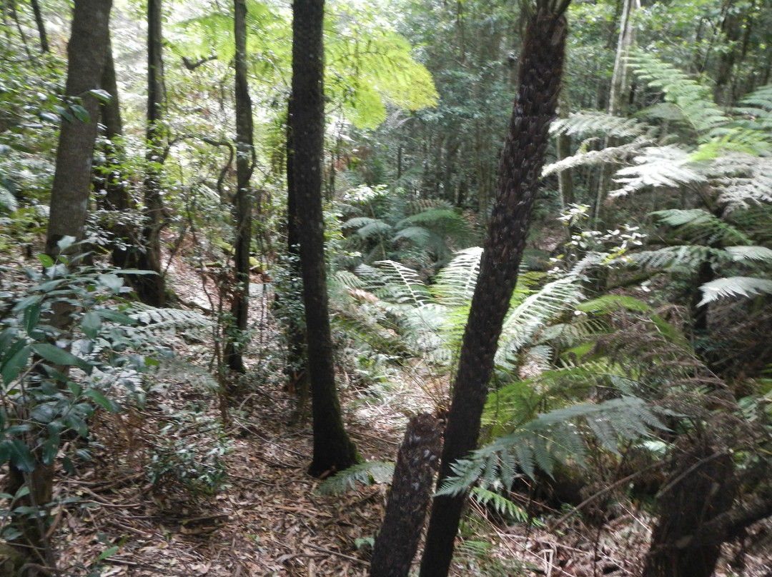 Coachwood Glen Nature Trail景点图片