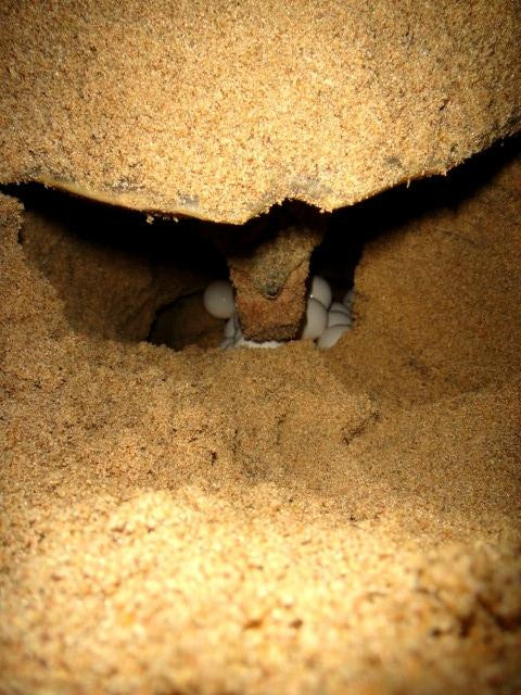 Gahirmatha Turtle Sanctuary景点图片