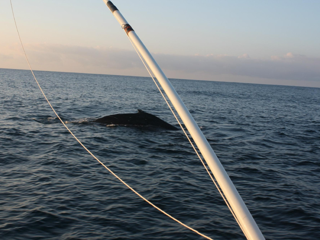 No Problem Charters-科卡哈必去景点