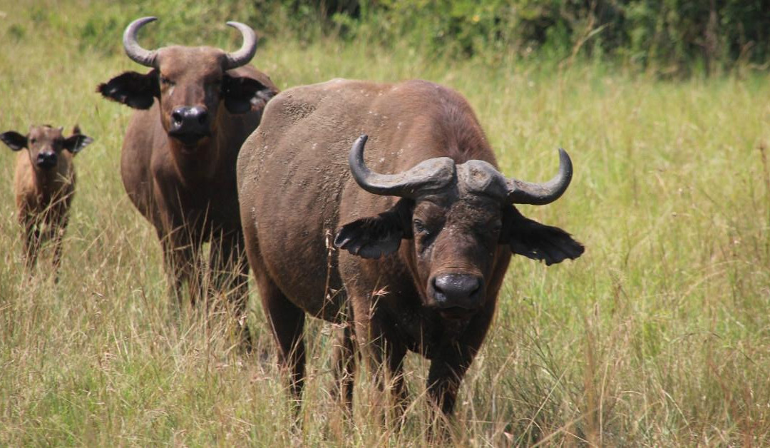 Kwanza Tours-坎帕拉必去景点