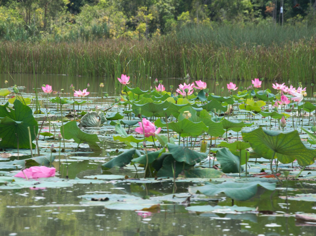 Tasik Chini景点图片