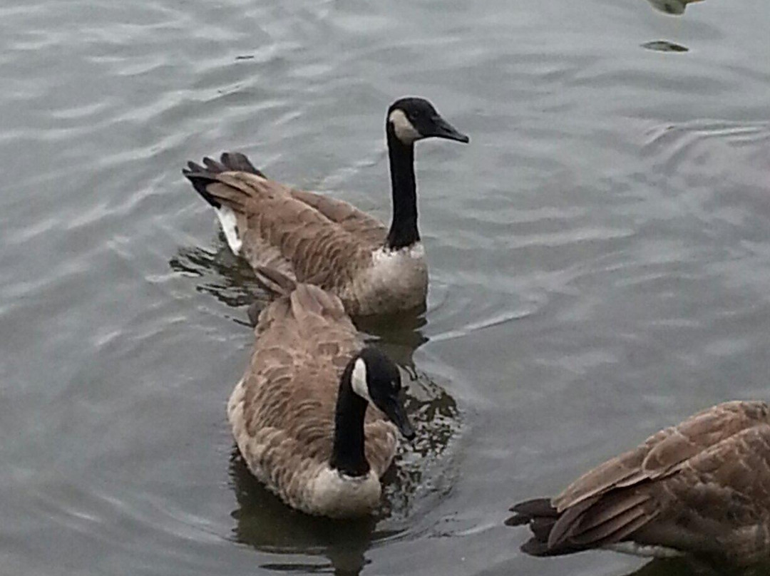 Lake Ella & Fred Drake Park-塔拉哈西必去景点