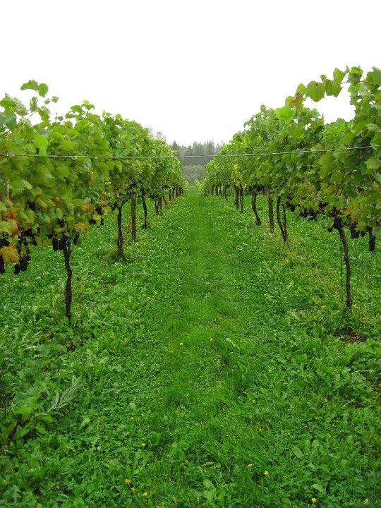 Avondale Sky Winery-Newport Landing必去景点