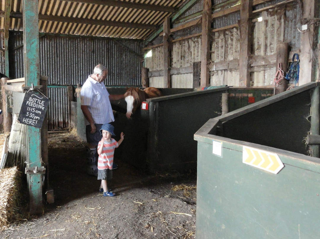 The Butts Farm Rare Breeds, Farm Shop and Tea Room-南塞尔尼必去景点