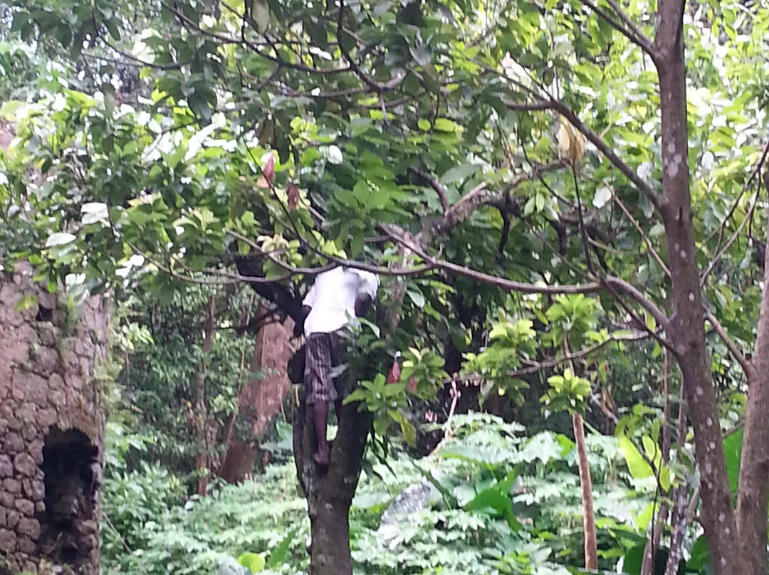 Bois Cotlette Estate-Saint Mark Parish必去景点