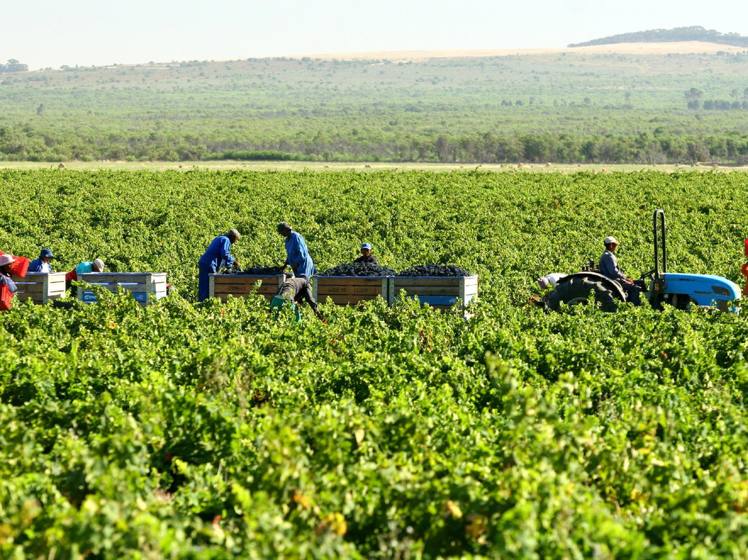 Cloof Wine Estate-Darling必去景点