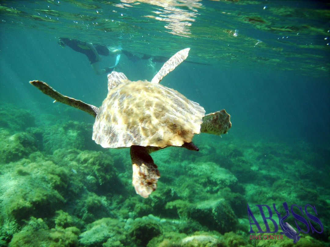 Abyss Dive Center-帕福斯必去景点