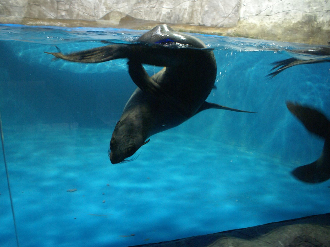 Anapa Dolphinarium (Nemo)景点图片