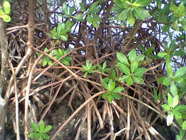 Matanzas Pass Preserve-迈尔斯堡海滩必去景点