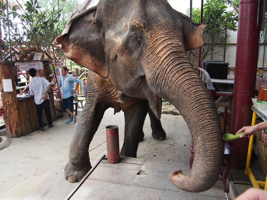Ayothaya Floating Market & Elephant Village-大城必去景点