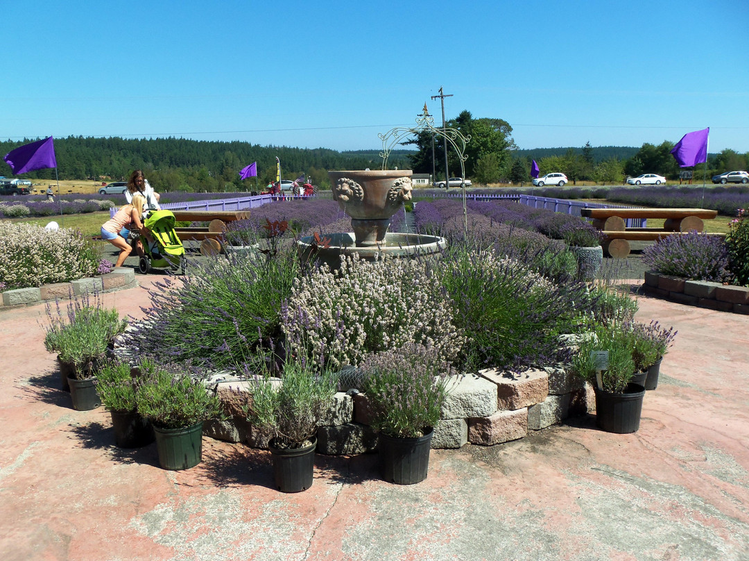 Sunshine Herb and Lavender Farm景点图片