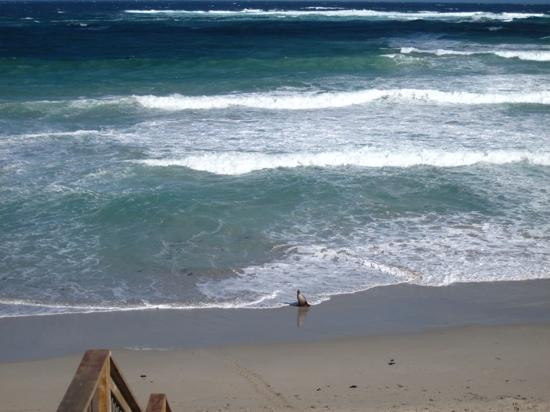 Seal Bay Conservation Park-Seal Bay必去景点