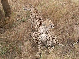 Mkomazi National Park-Gonja必去景点