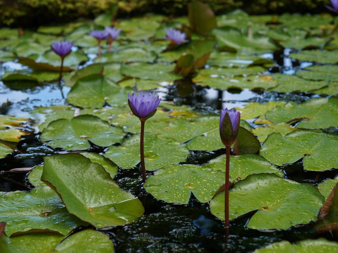 哈罗德树木园-火奴鲁鲁必去景点