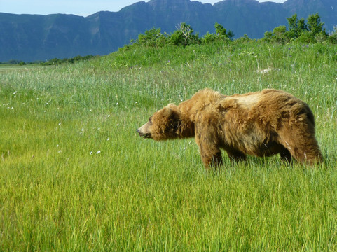 Smokey Bay Air-荷马必去景点