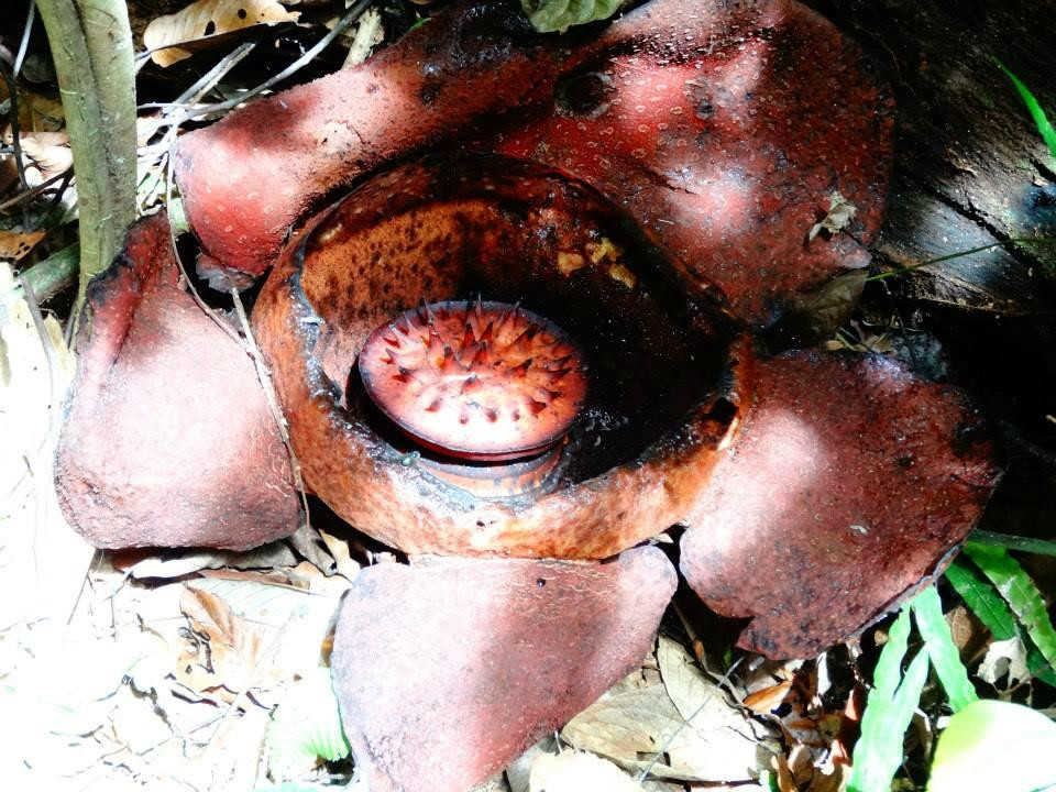 Bukit Lawang Holiday-武吉拉旺必去景点