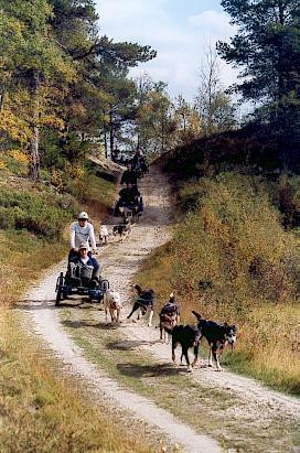 Alaskan Husky Tours Day Tours景点图片