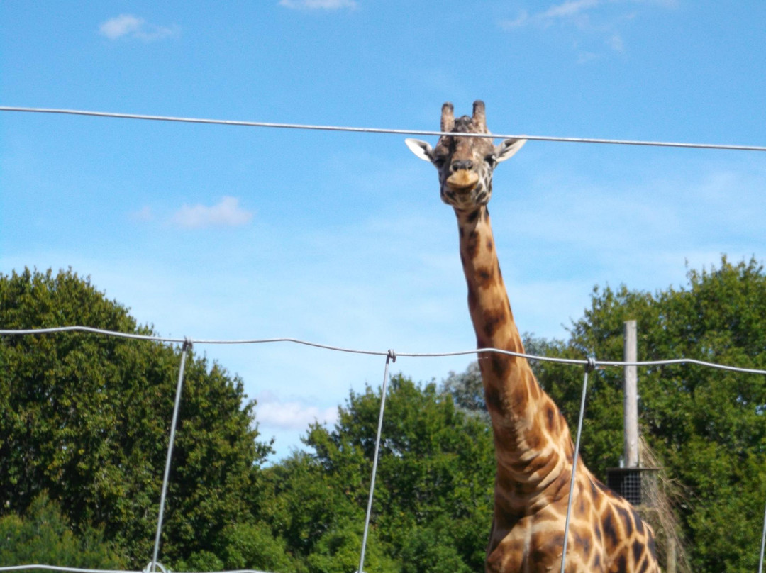 汉密尔顿动物园-汉密尔顿必去景点