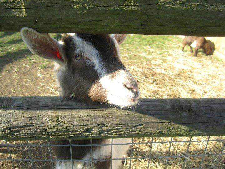 The Bucks Goat Centre-艾尔斯伯里必去景点