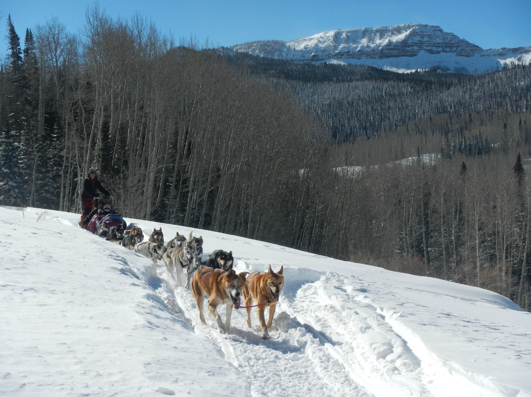 Snow Buddy Sled Dog Adventures-斯廷博特斯普林斯必去景点