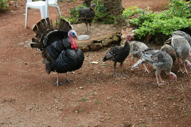 Brianda Jeep Safari Day Tours-Rio San Juan必去景点