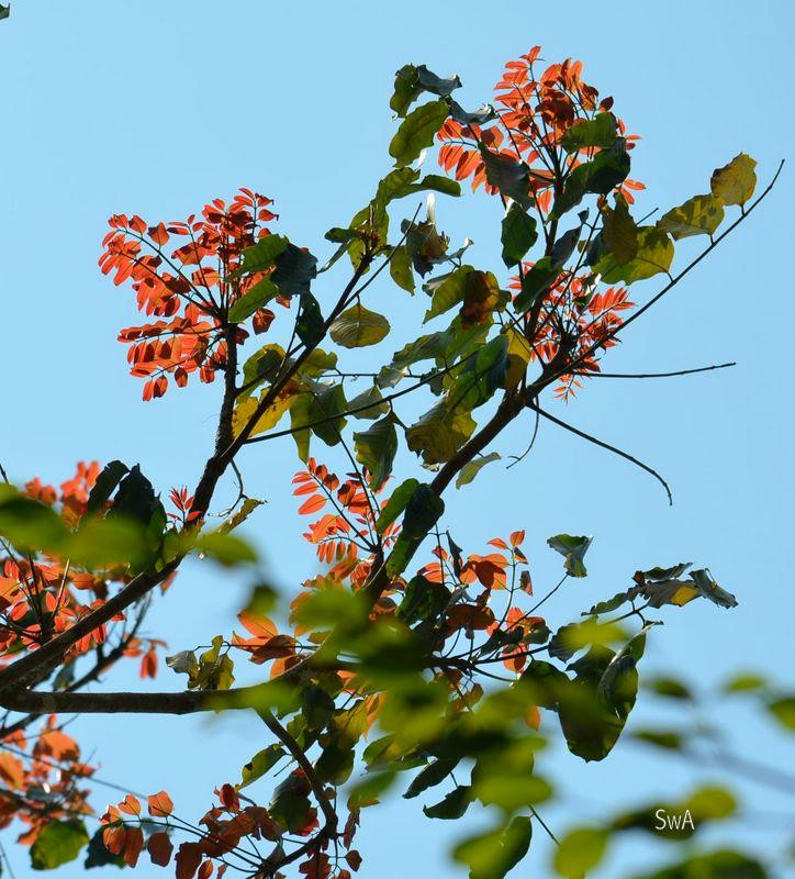 Bosque Santa Lucia-Santarem必去景点