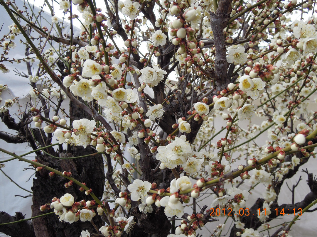 Anpachihyakubaien-安八町必去景点