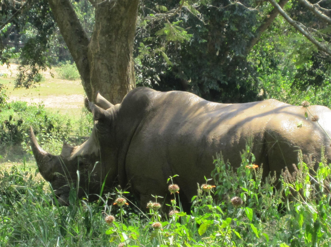 Uganda Wildlife Conservation Education Centre-恩德培必去景点