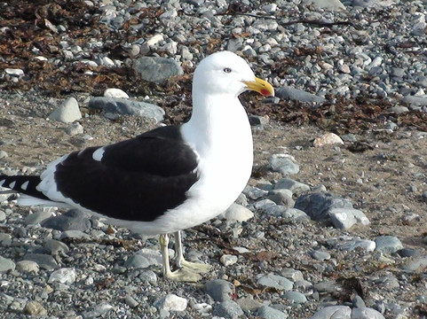 Solo Expediciones-蓬塔阿雷纳斯必去景点