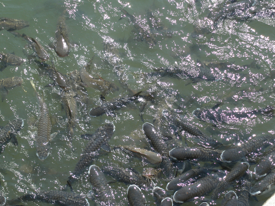 Aquascene Fish Feeding-达尔文市必去景点