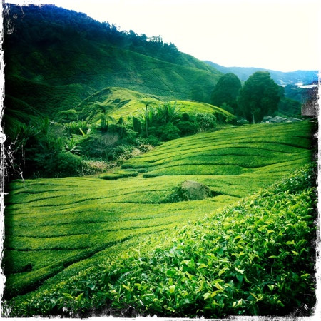 Cameron Highlands Trail No. 10景点图片