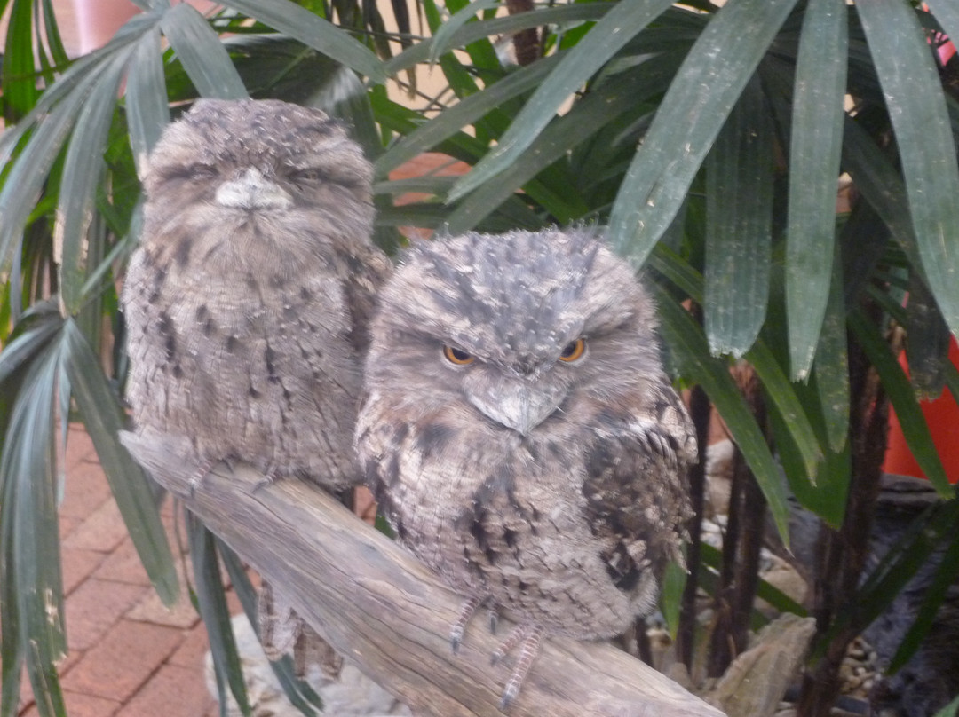 Wildlife Habitat Port Douglas-道格拉斯港必去景点