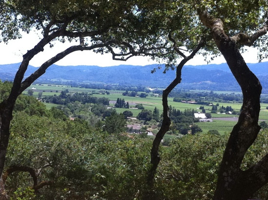 Napa Valley Bike Tours景点图片