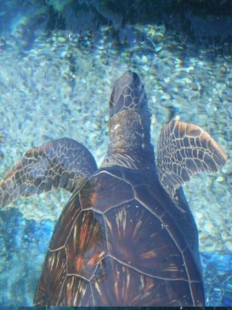 茂宜海洋中心-怀露库必去景点