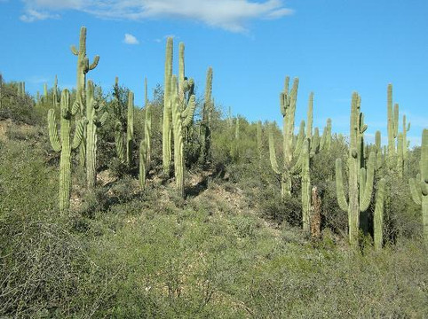 AZ Hummer Tours-凤凰城必去景点