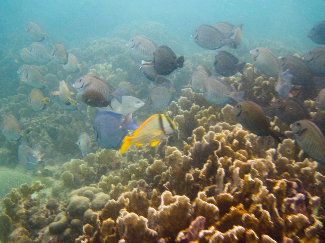 Coral Surfing Day Tours景点图片
