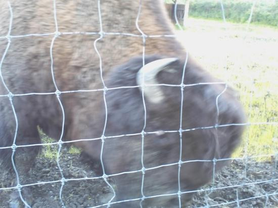 Big Game Alaska-戈德伍德必去景点