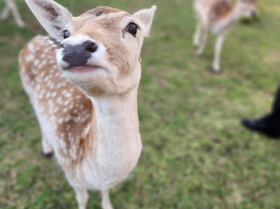 Deer Park Motor Inn Armidale主图