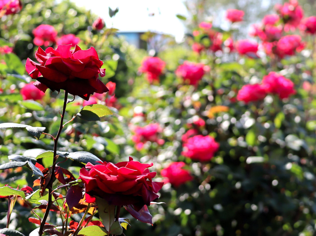 Yokohama Negishi Forest Park-横滨市必去景点