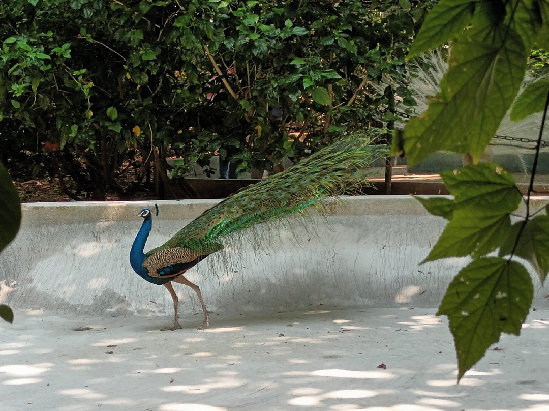 Karanji Lake-迈索尔必去景点