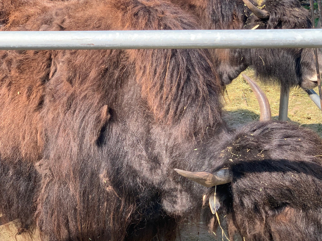 Riverview Park & Zoo-彼得伯勒必去景点