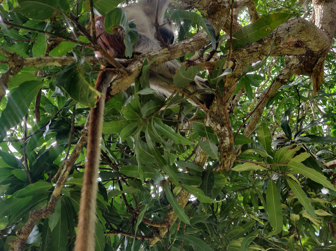 Midovic Tour Guide-桑给巴尔市必去景点