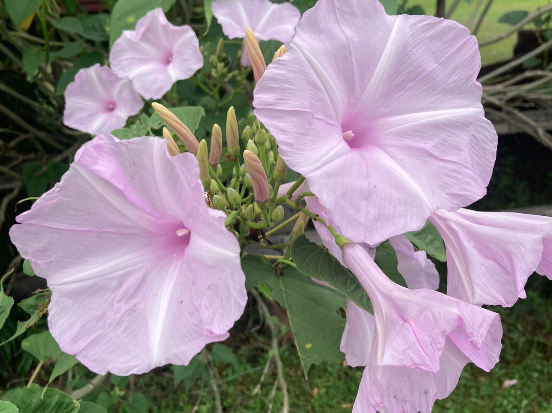 Phrathat Yakhu-加拉信必去景点