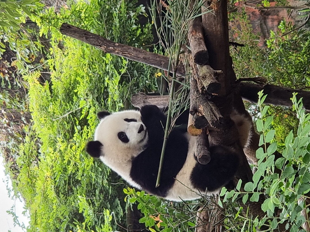 Chengdu One Day Tours-成都必去景点