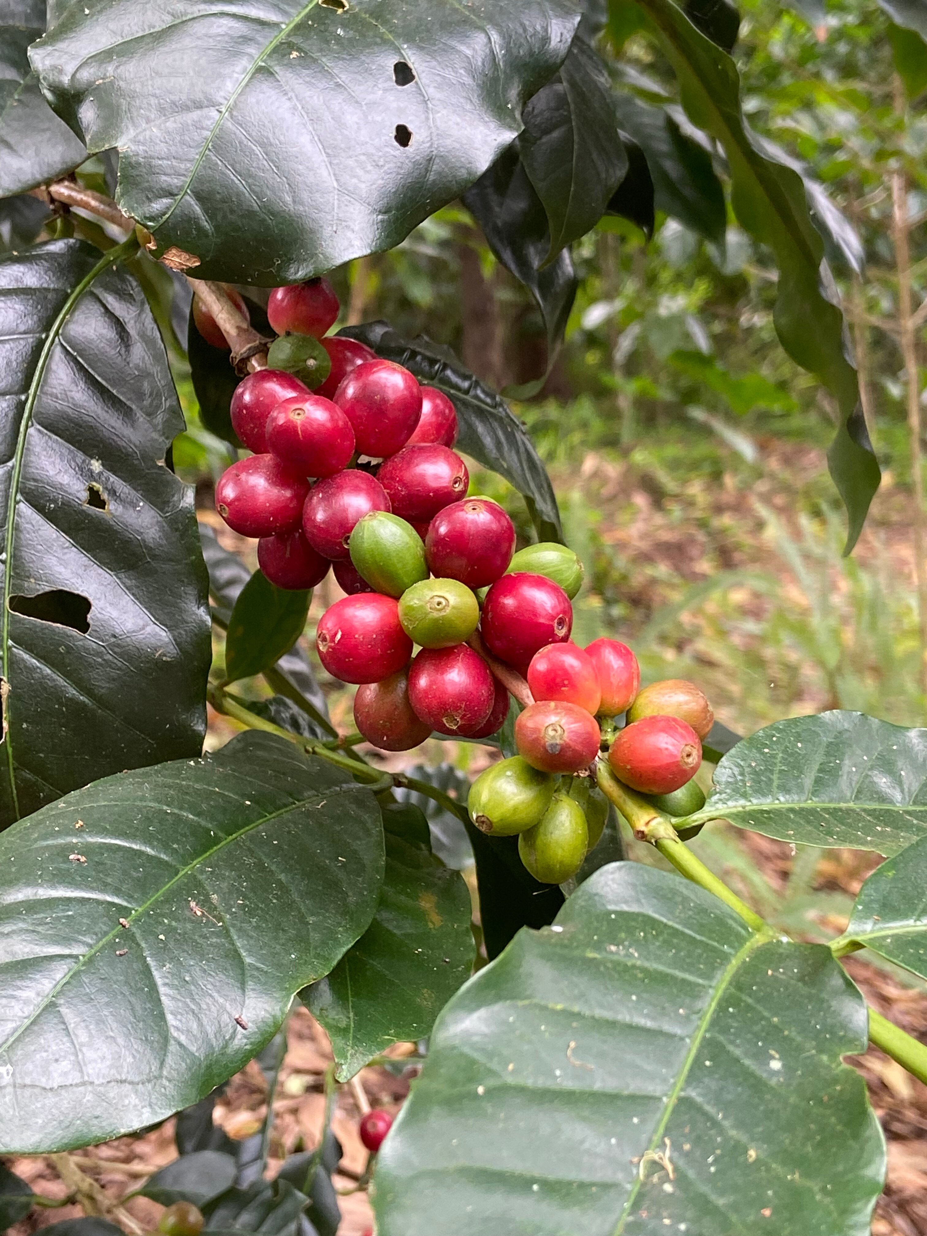 Club Mahindra Madikeri, Coorg-浴室