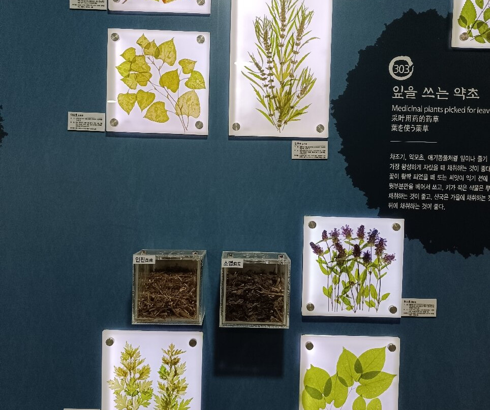 Daegu Yangnyeongsi Museum of Oriental Medicine-大邱必去景点
