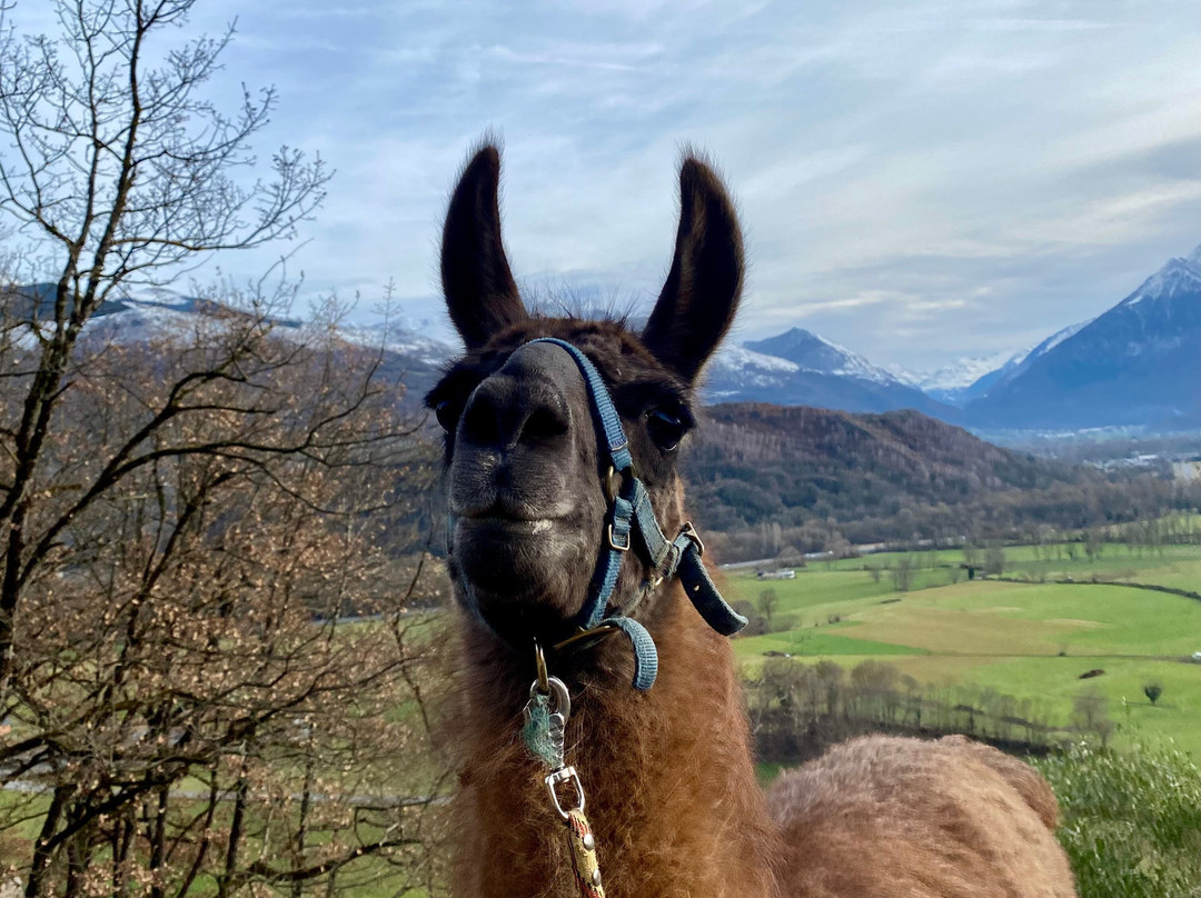 Les Lamas Des 7 Vallees景点图片