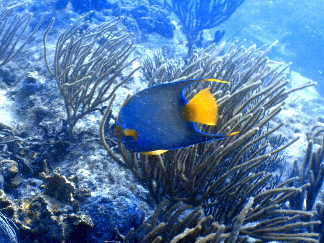 Dive Adventures-辛普森湾必去景点