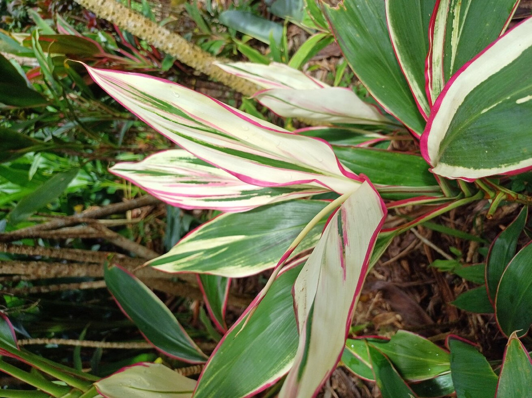 Whyanbeel Arboretum-Whyanbeel必去景点